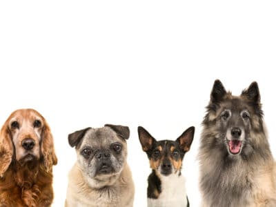 A Which Breed of Dog Are You?
