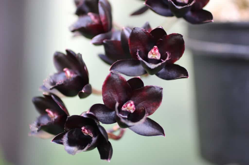 closeup black orchid flowers