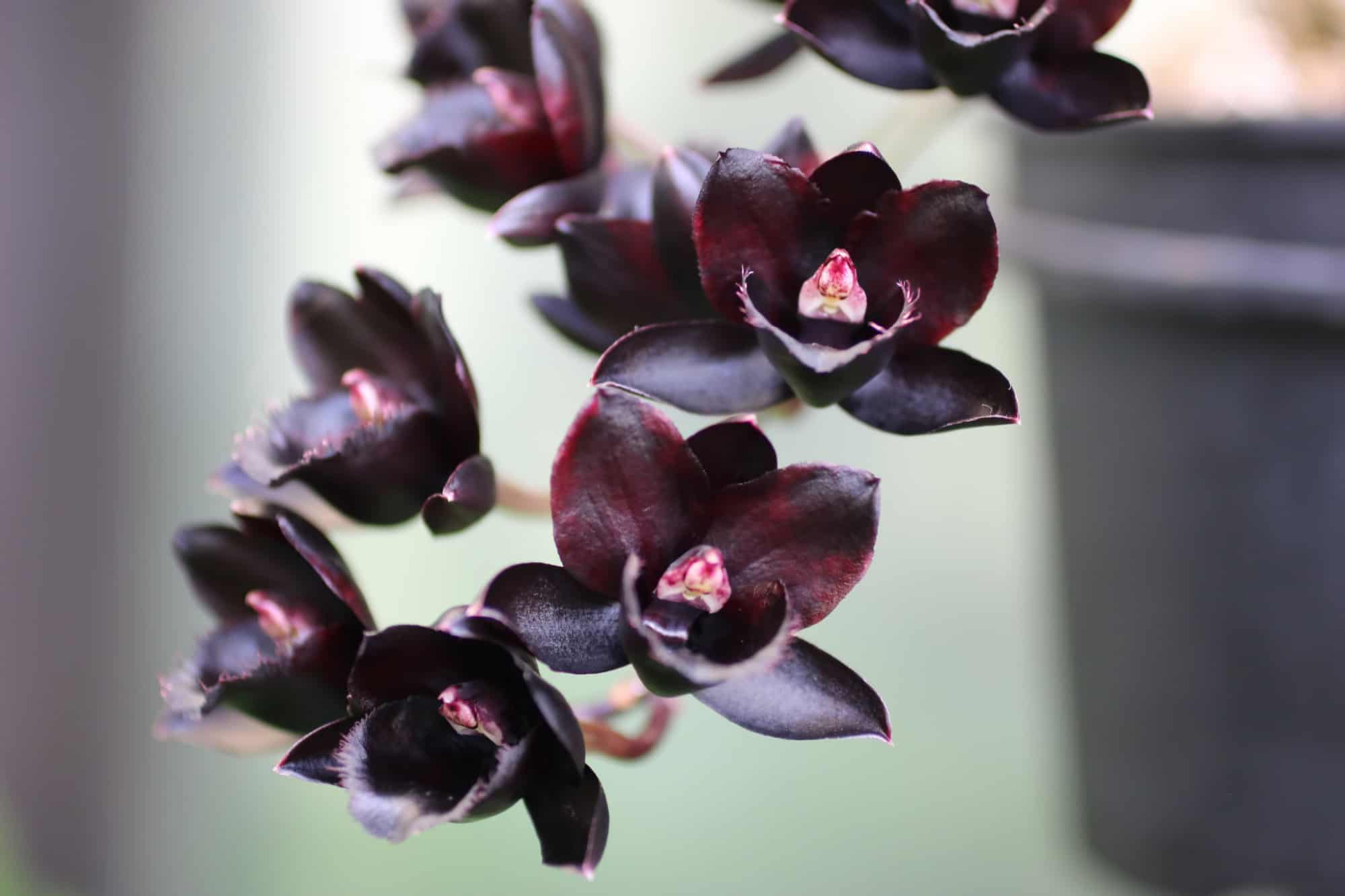 орхидея черная жемчужина реальное фото