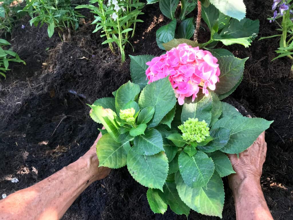 hydrangea plant being planted