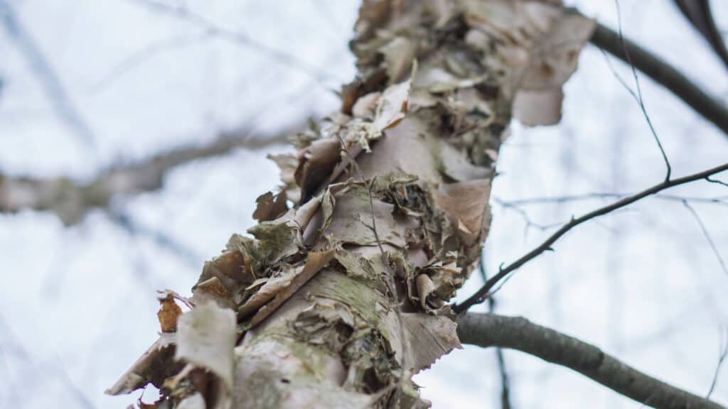 paper birch closeup