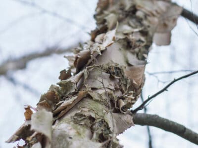 A Is Your Paper Birch Sick? 6 Signs That Something’s Wrong With Your Paper Birch
