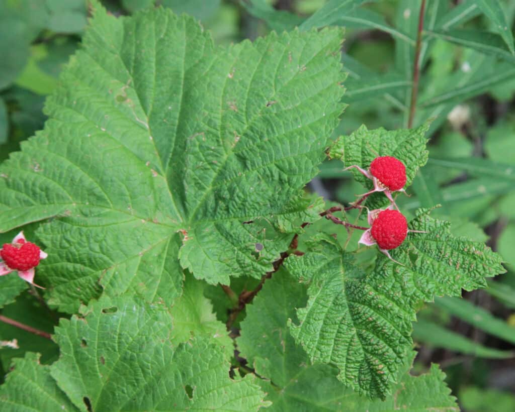 thimbleberry growing on plant