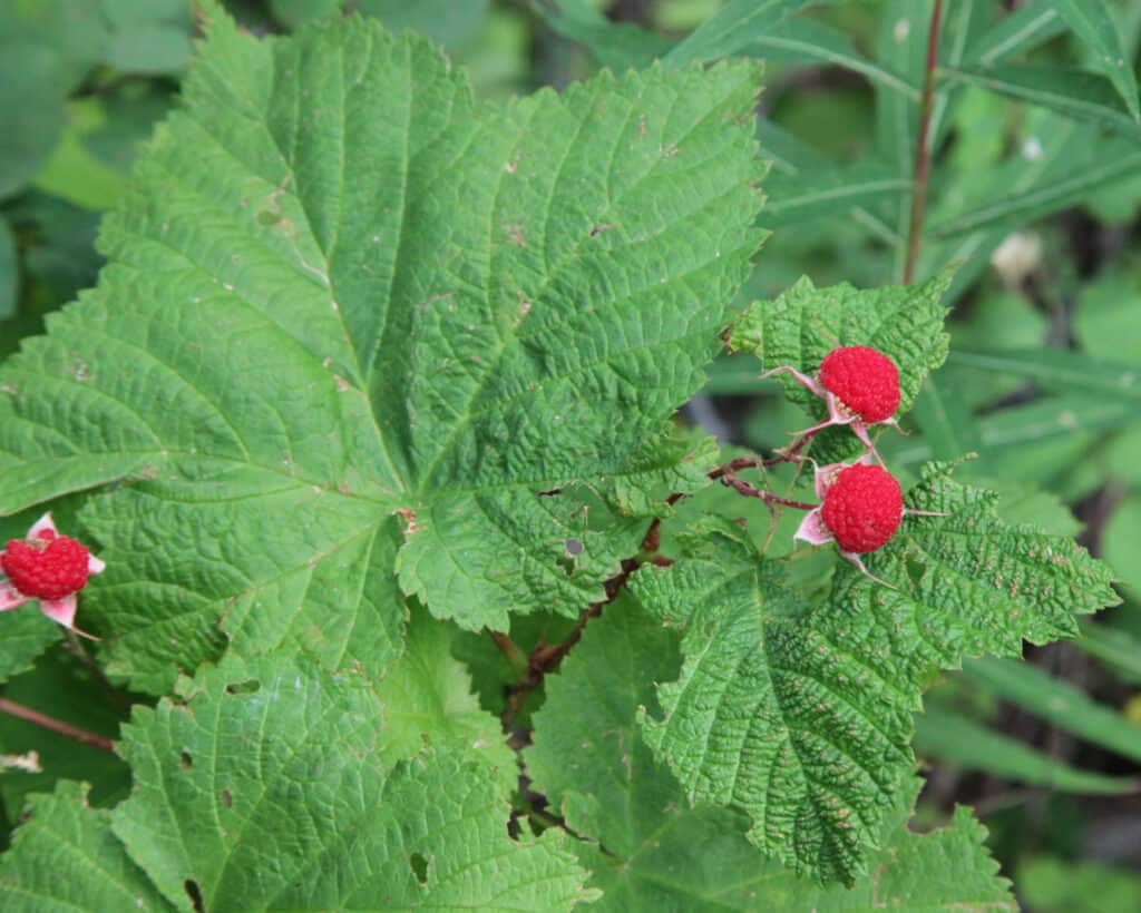 Wild Berries