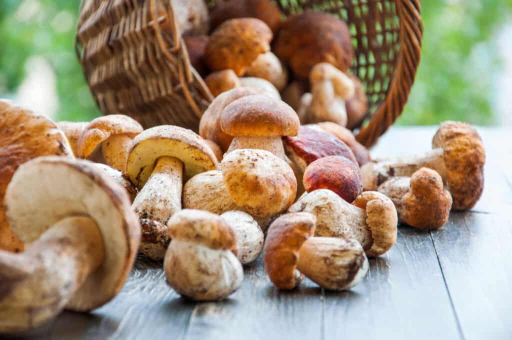 basket of porcini mushrooms