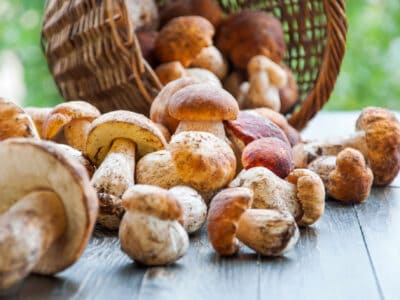 A How to Grow Porcini Mushrooms