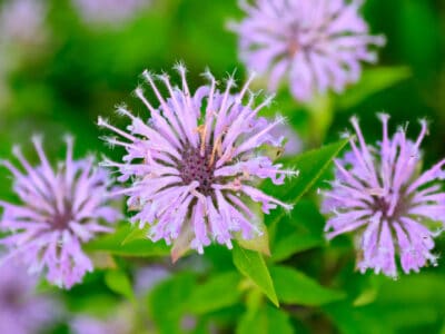 A Bee Balm Seeds: How to Grow This Pollinator Favorite