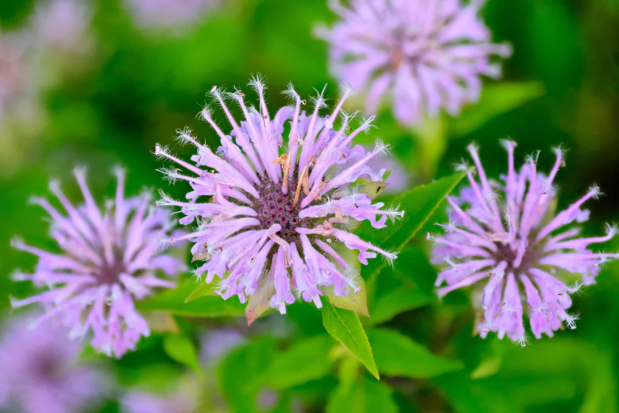 closeup of lavender bee balm flowers