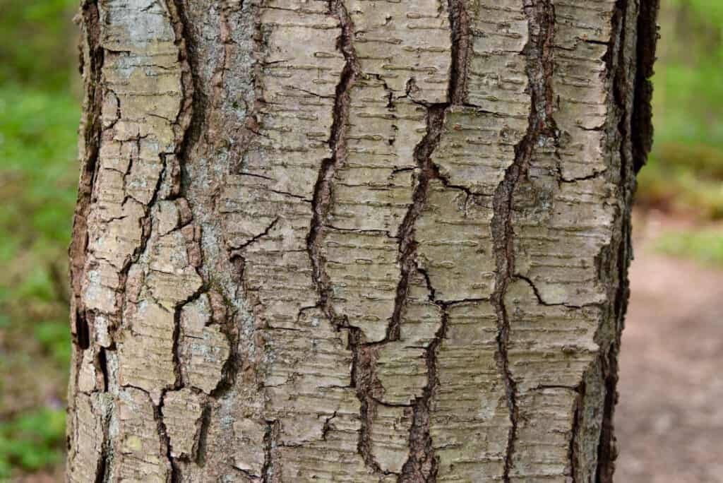 Birch Bonsai Tree