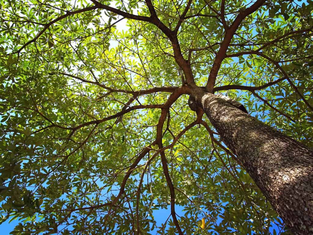 white oak treetops