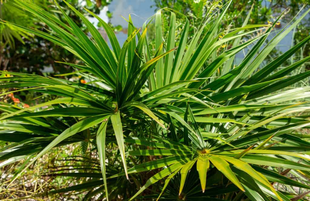 florida thatch palm foliage