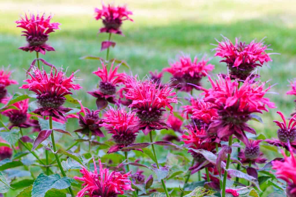 bee balm flowers