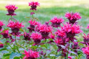 9 Native Plants In Wisconsin Picture