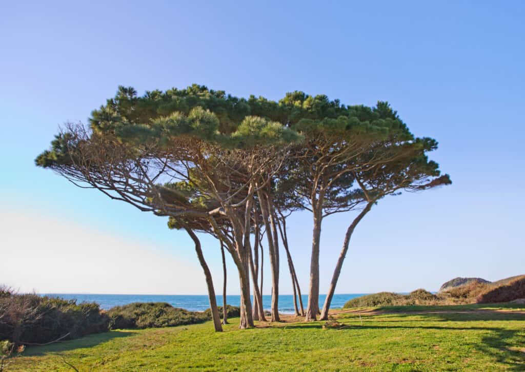 coastal pine