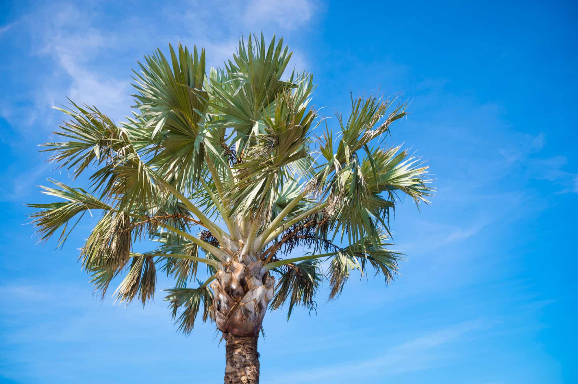 sabal palmetto palm against blue sky