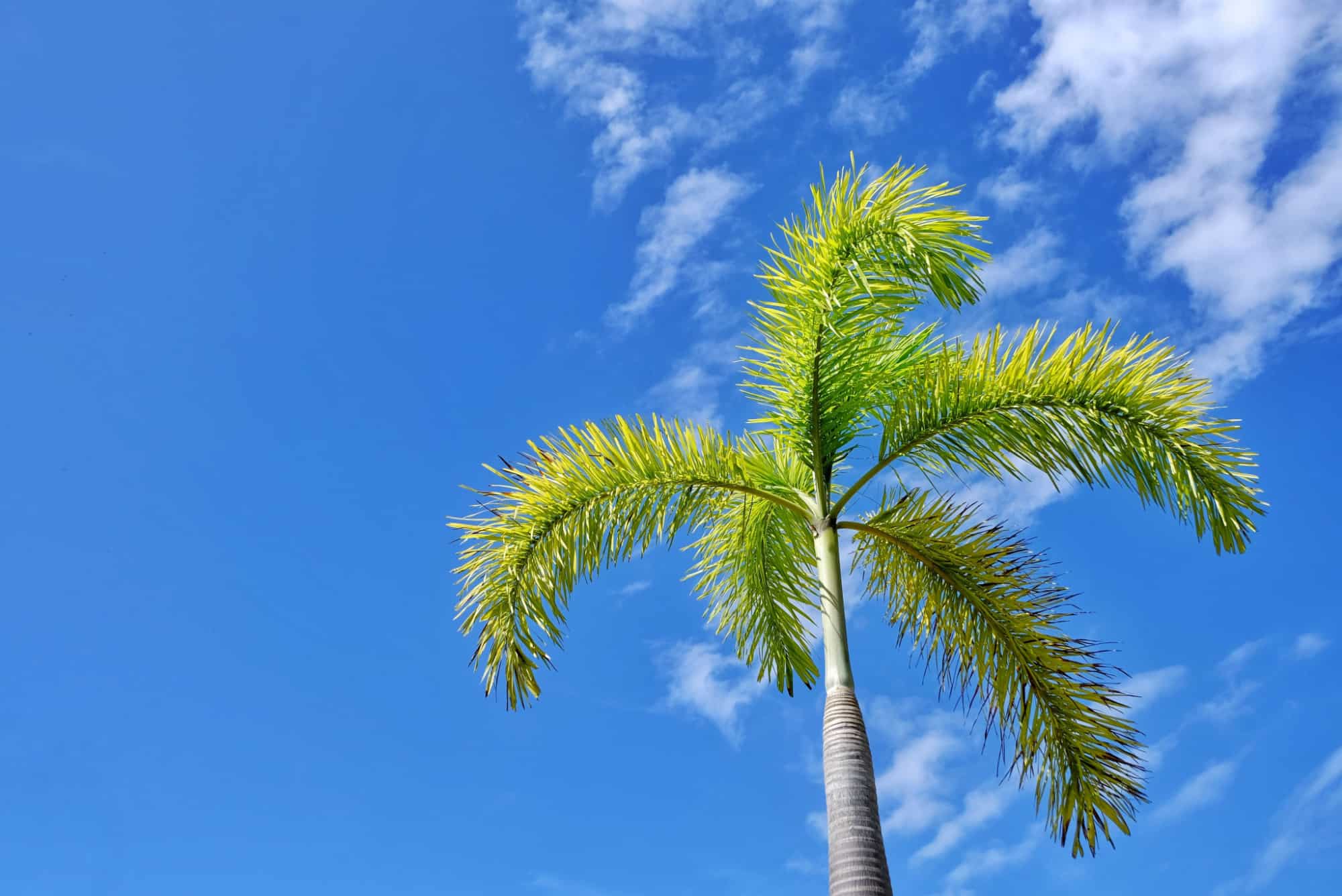 discover-15-different-types-of-palm-trees