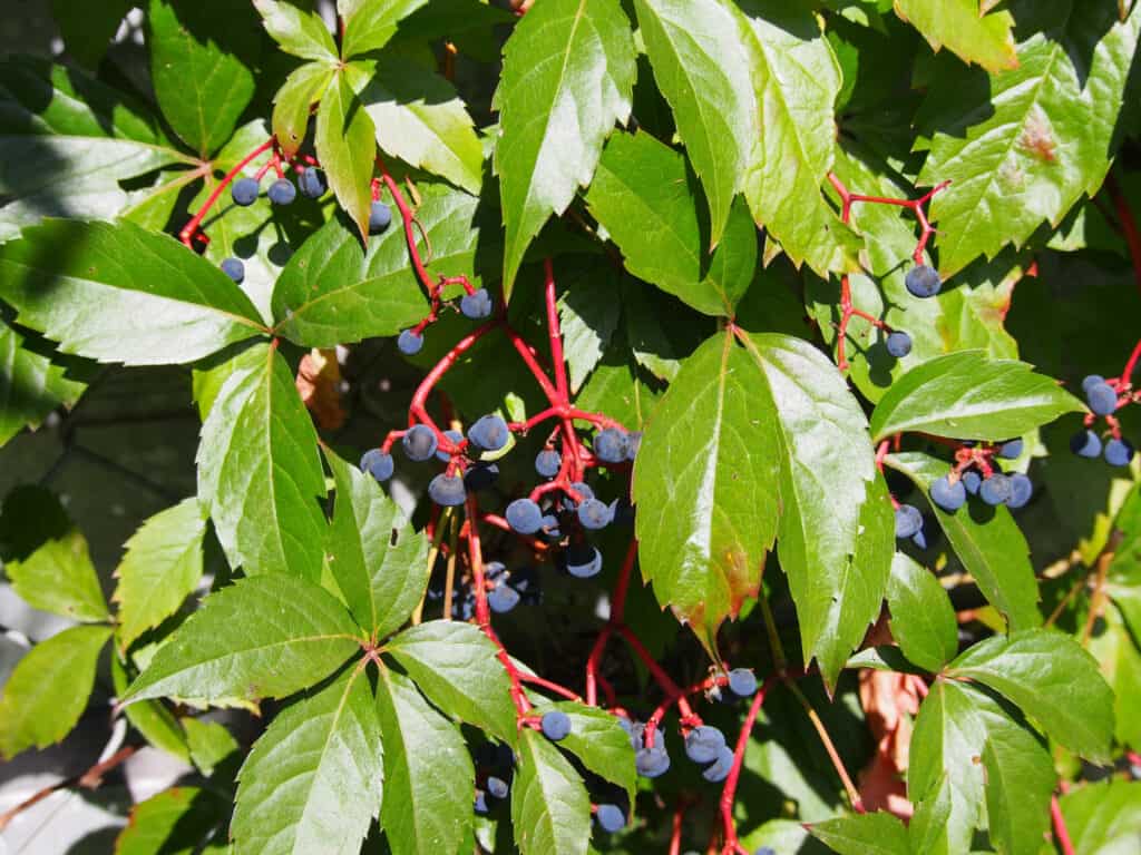 cluster of virginia creeper berries