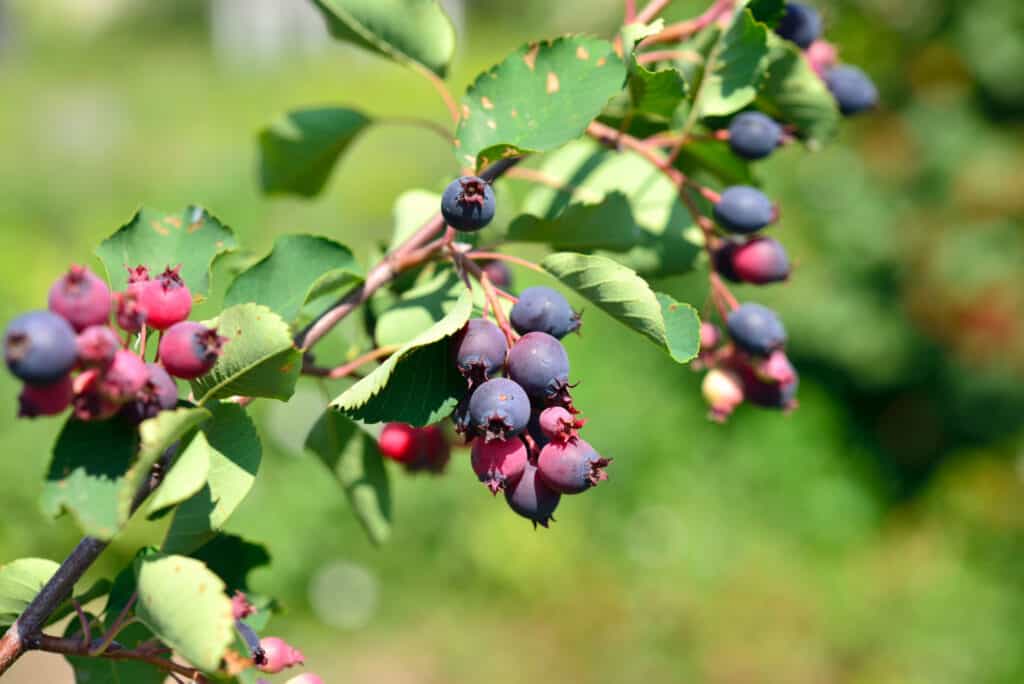 cluster of saskatoon berries