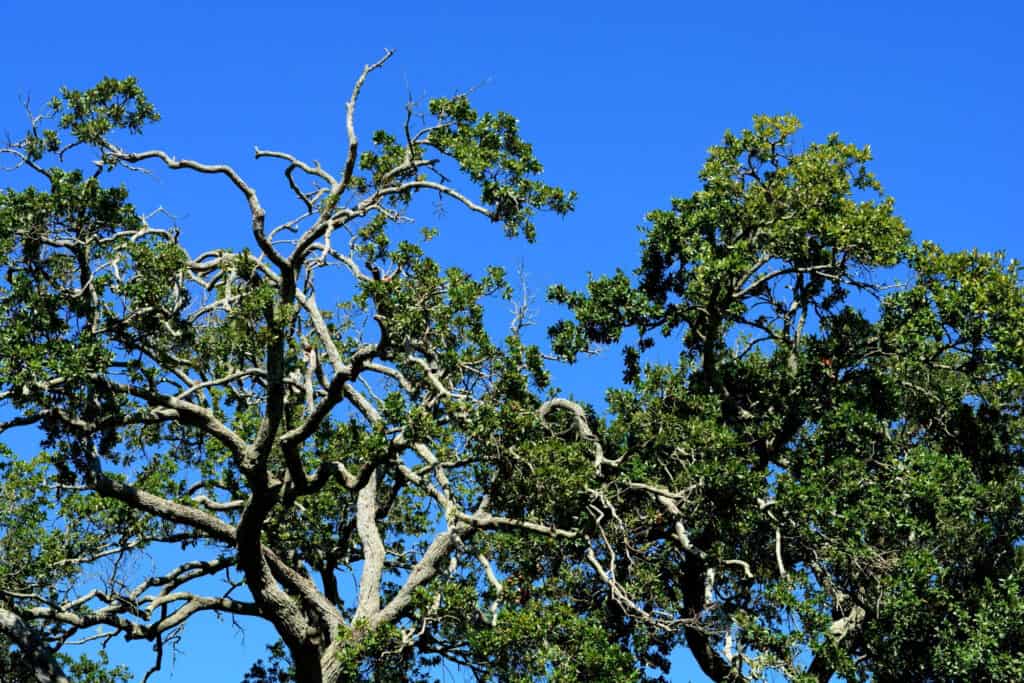 southern red oak treetops