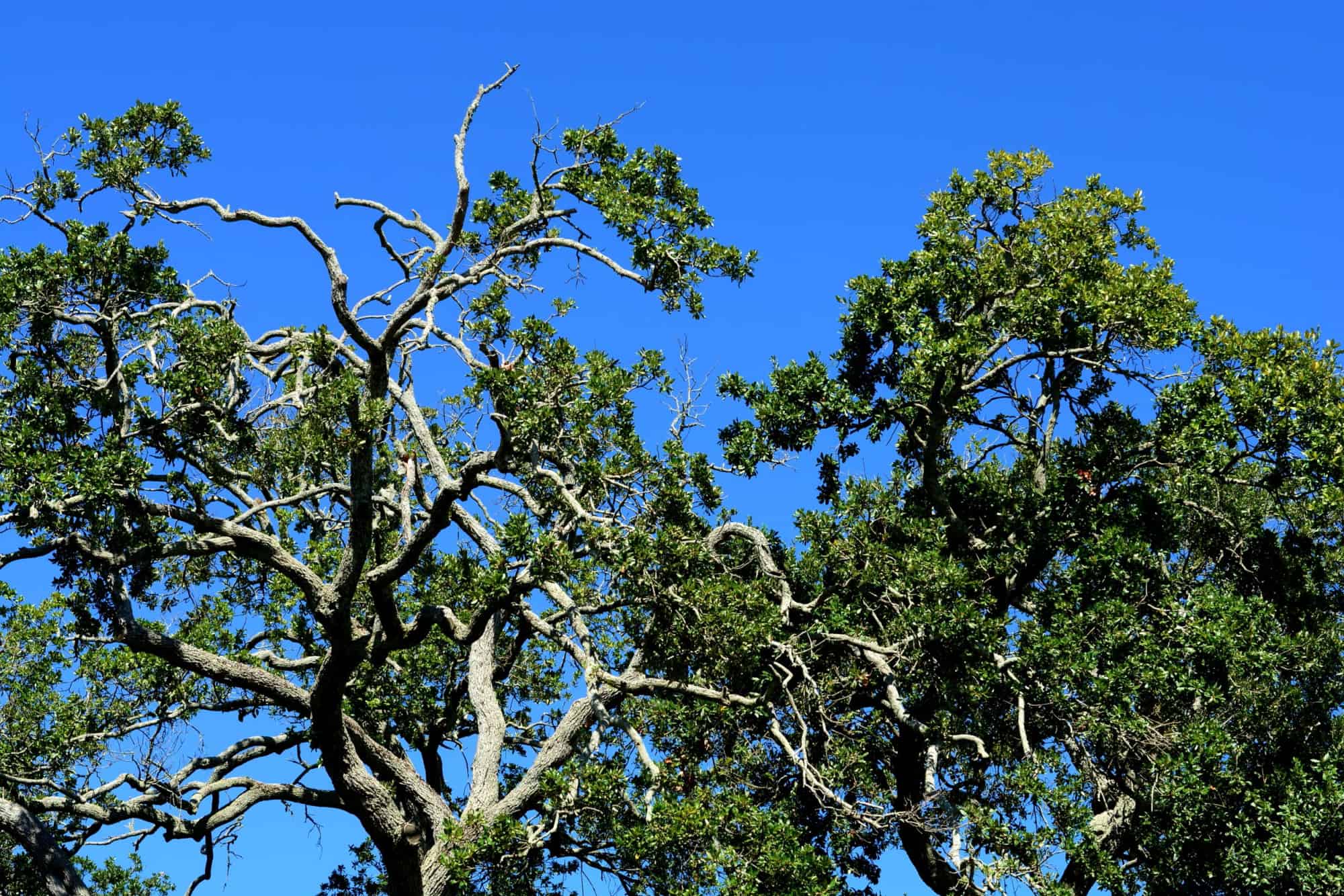 8 Signs a Tree Is Dead and When To Cut It Down - A-Z Animals