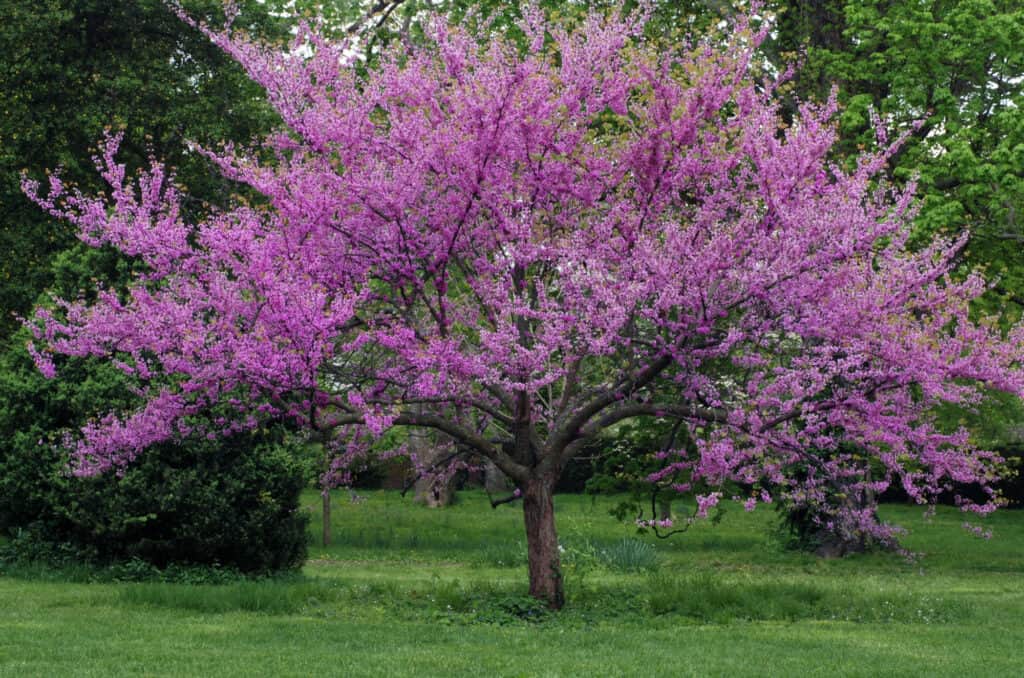 eastern redbud tree in full bloom covered in delicate pink blossoms against a green landscape.