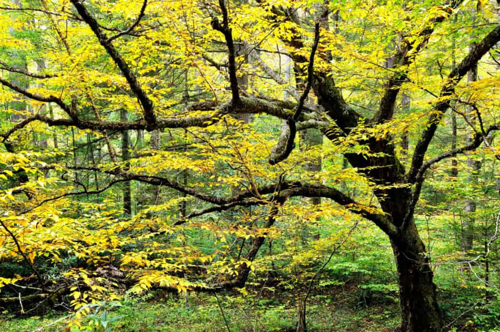 yellow birch tree