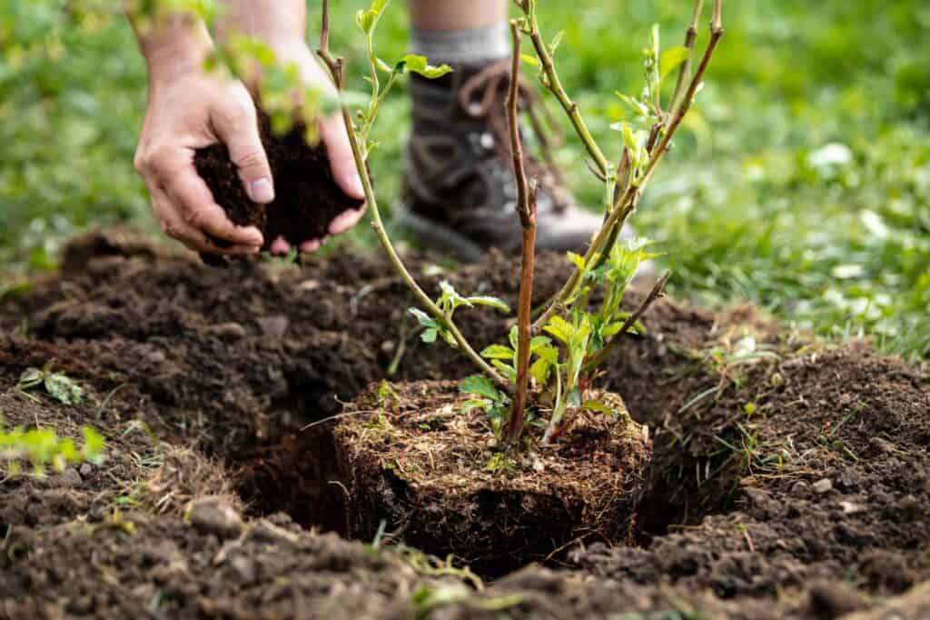 blackberry plant being planted