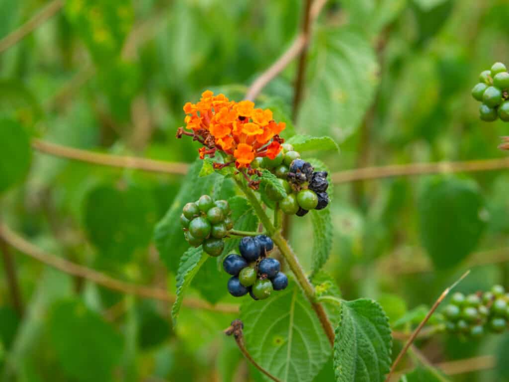 lantana seeds