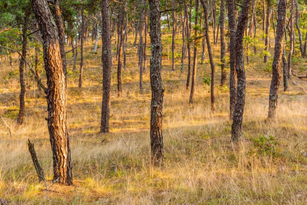 pitch pine forest