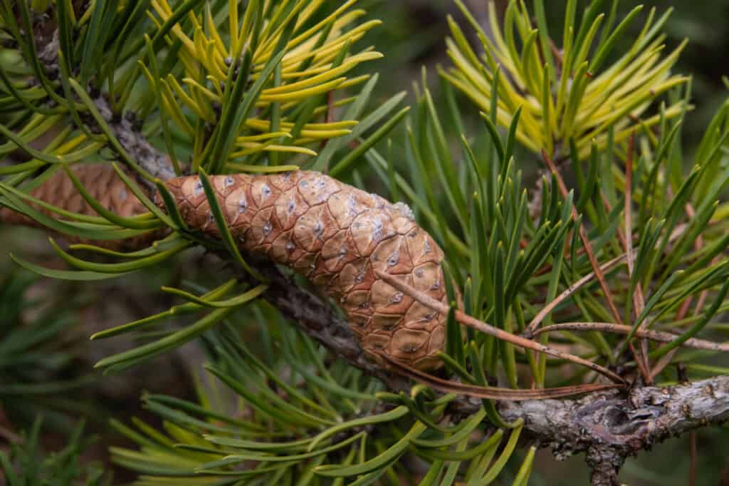 Types of Pine Trees