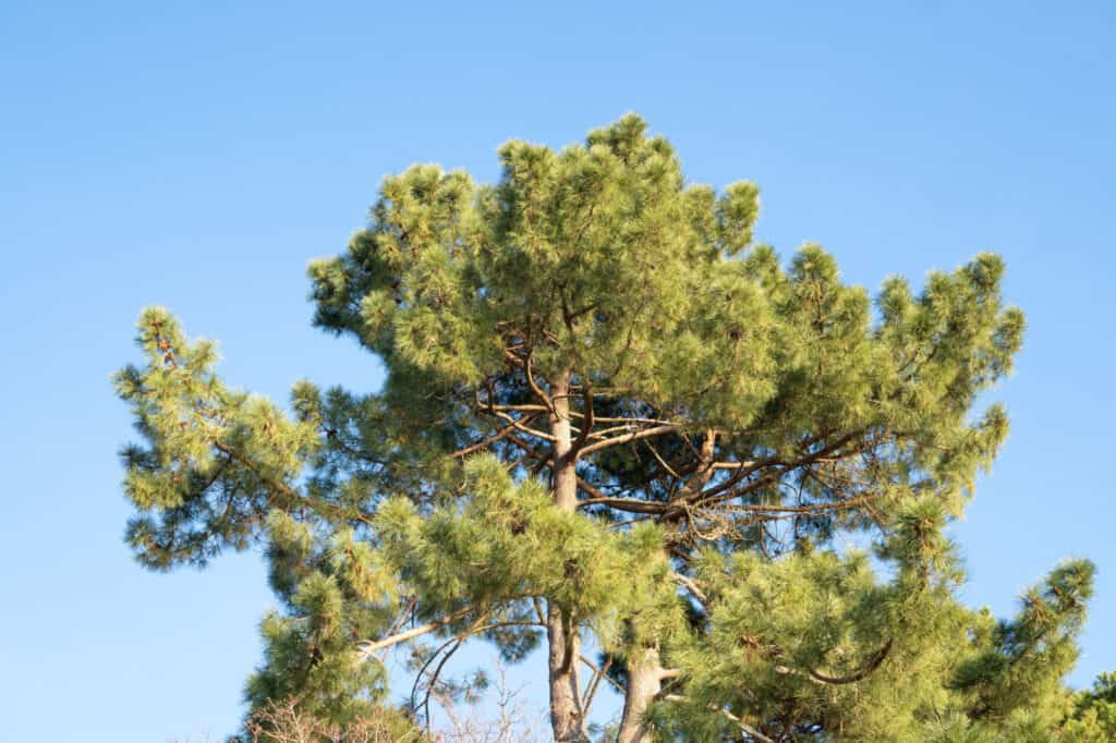 shortleaf pine canopy