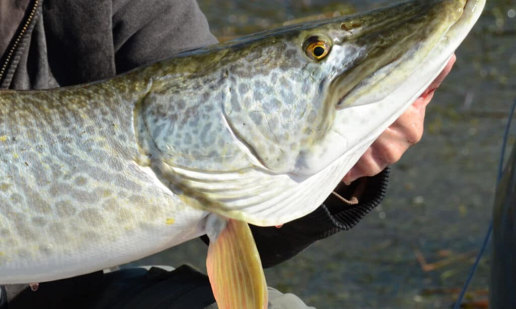 tiger muskellunge