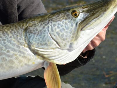 Tiger Muskellunge (Muskie) Picture