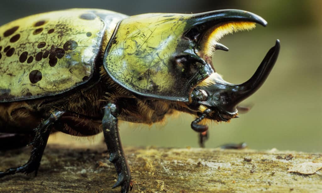 eastern hercules beetle