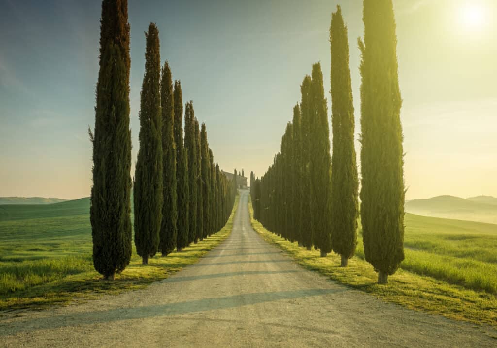 italian cypress trees lining path