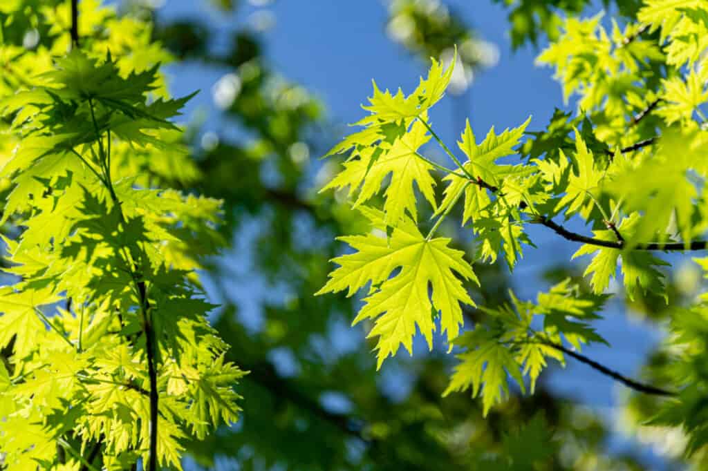 Silver maple (Acer saccharinum) leaves
