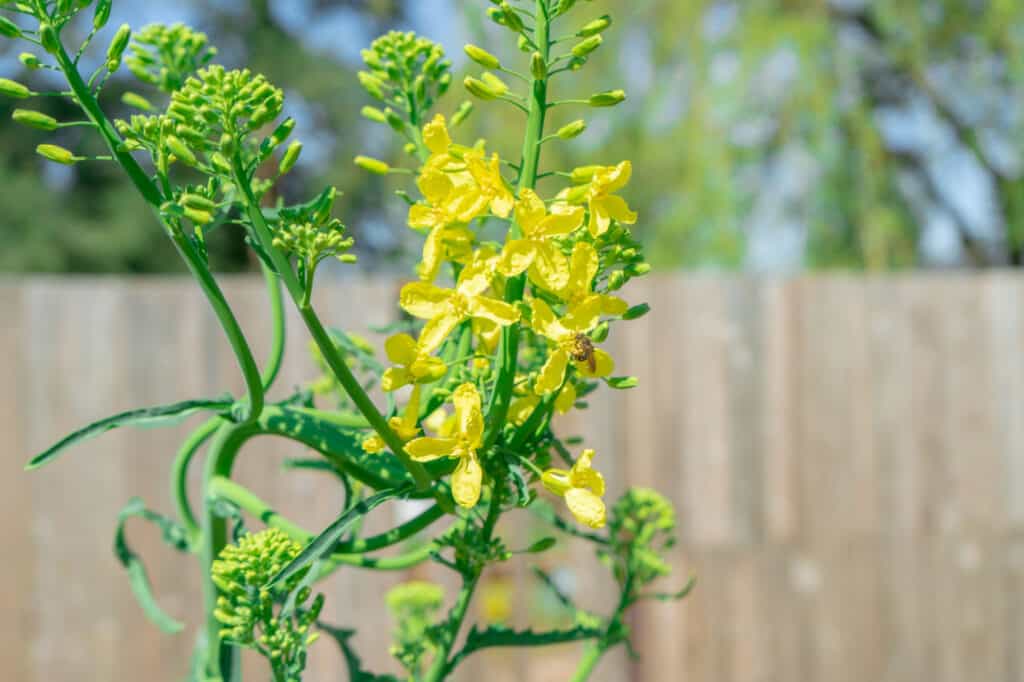 kale seeds