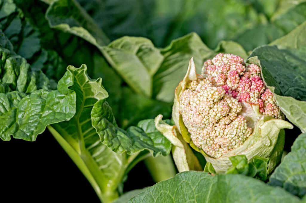 rhubarb flower up close