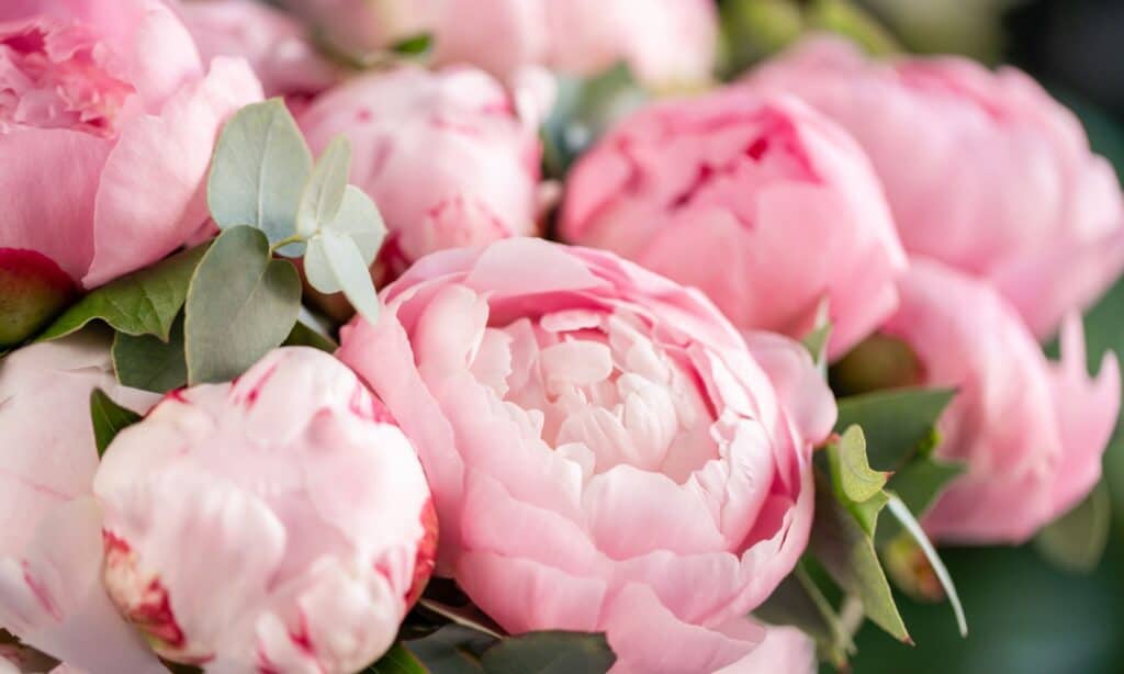 Wealth, romance, and honor are communicated by gifting peonies.