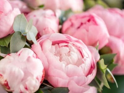 A Discover the National Flower of Romania: The Peony