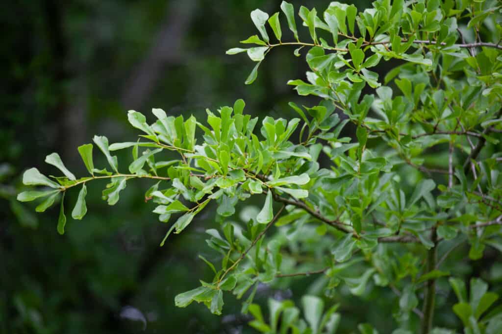 closeup water oak leaves