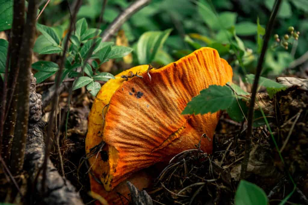 lobster mushroom in forest