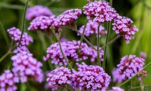 Is Verbena Perennial Or Annual? Picture