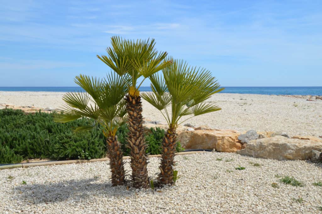 windmill palm by the sea