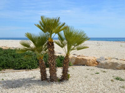 A 12 Palm Trees That Can Grow and Thrive in North Carolina