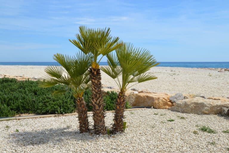 windmill palm by the sea
