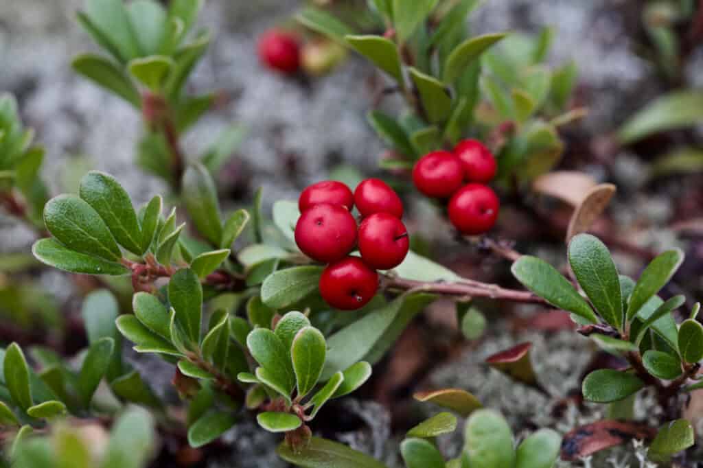 Wild Berries