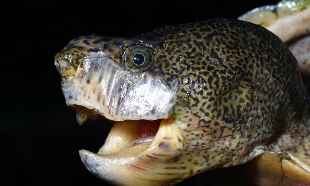 Loggerhead musk turtle