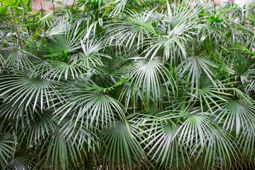 needle palm fronds