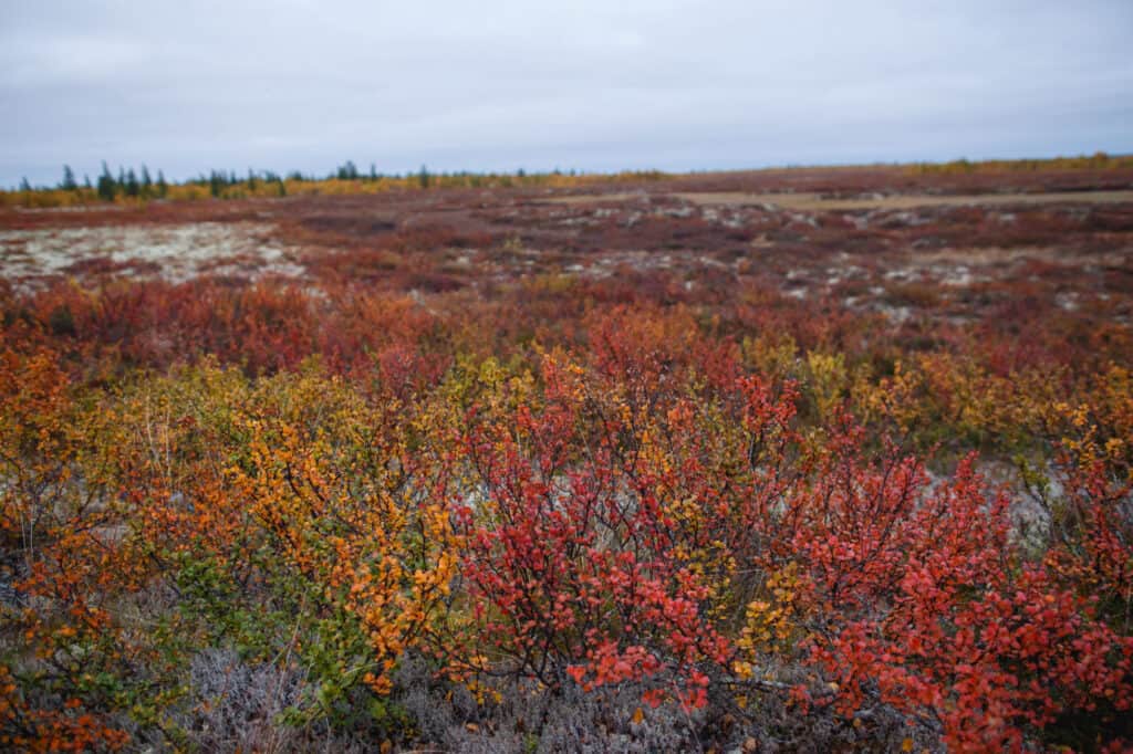 Types Of Birch Trees